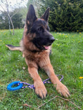 Bild in Galerie-Betrachter laden, Spiked Dog Toy Ring – Interactive Chew Toy for Teeth Cleaning and Training
